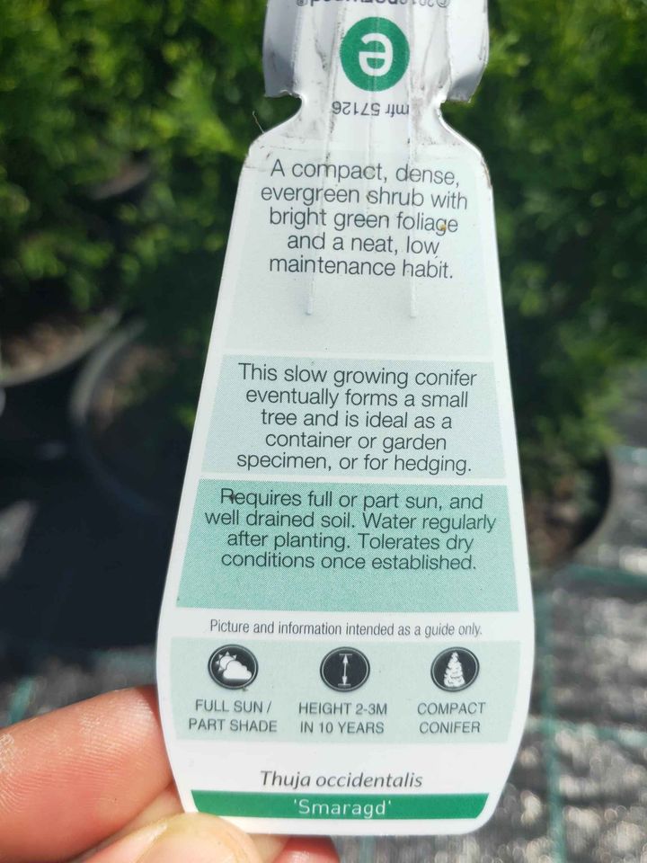 Thuja Smaragd