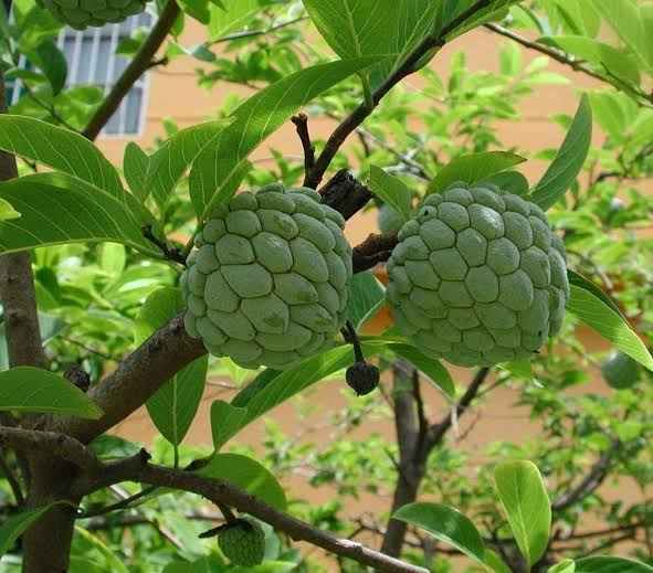 Dwarf Custard Apple ""Sugar Apple"" - Ladybird Nursery