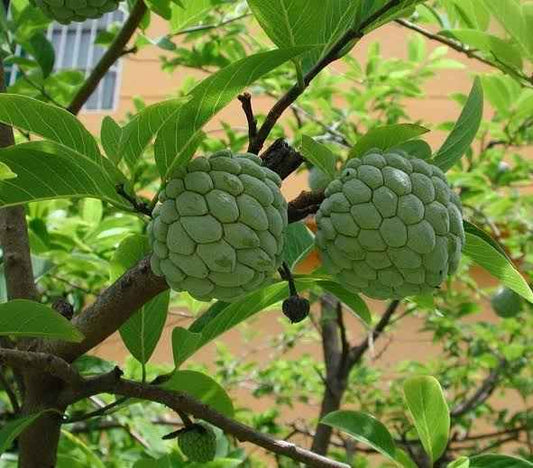 Dwarf Custard Apple "Sugar Apple"