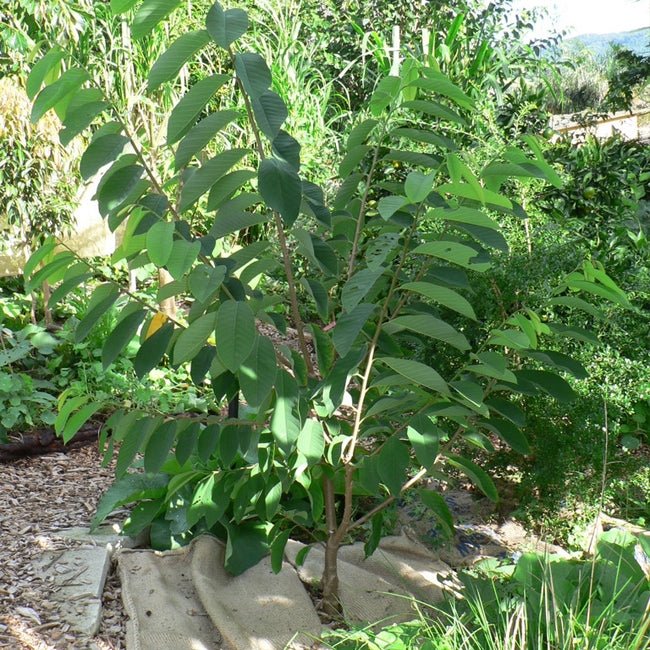 Dwarf Custard Apple Tropic Sun - Ladybird Nursery