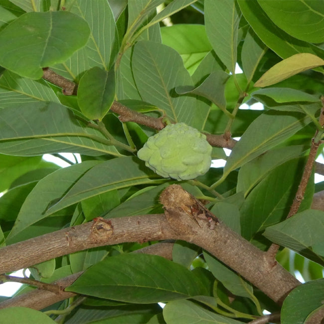 Dwarf Custard Apple Tropic Sun
