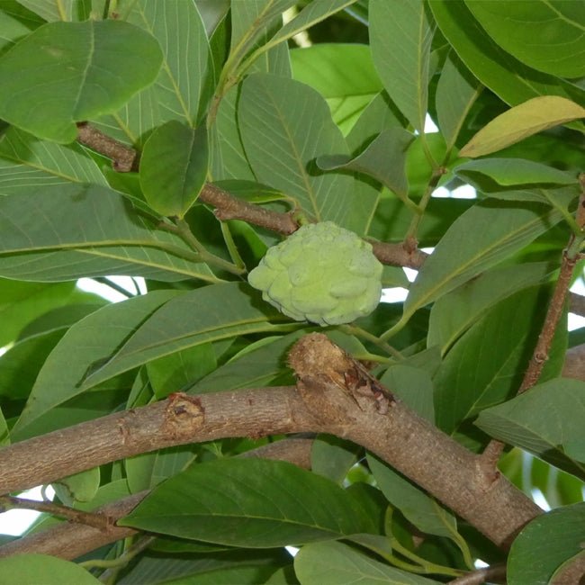 Dwarf Custard Apple Tropic Sun - Ladybird Nursery