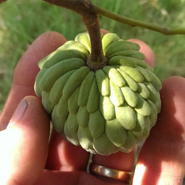 Dwarf Custard Apple Tropic Sun - Ladybird Nursery