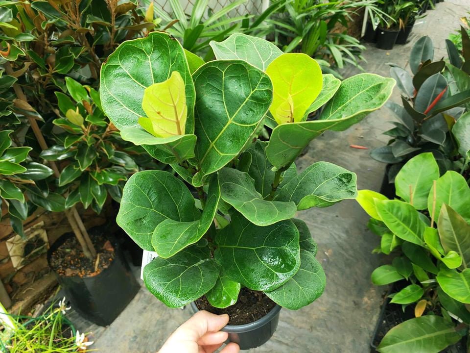 Dwarf Fiddle Leaf Fig - Ladybird Nursery