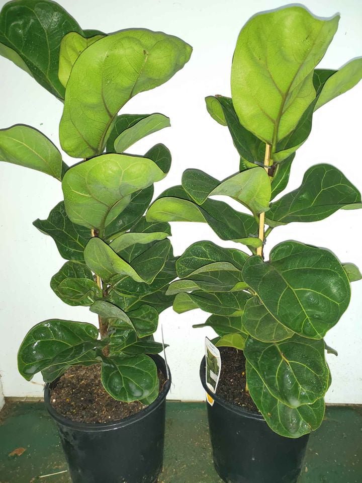 Dwarf Fiddle Leaf Fig nice - Ladybird Nursery