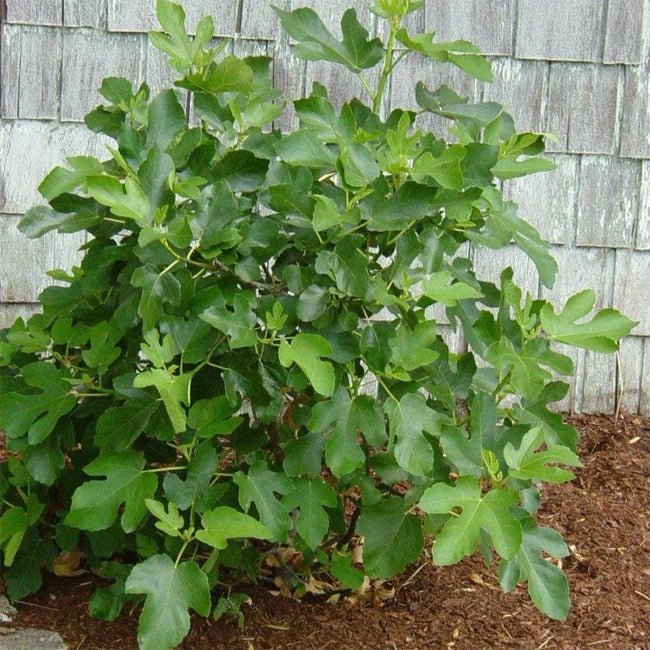 Dwarf Fig Brown - Ladybird Nursery