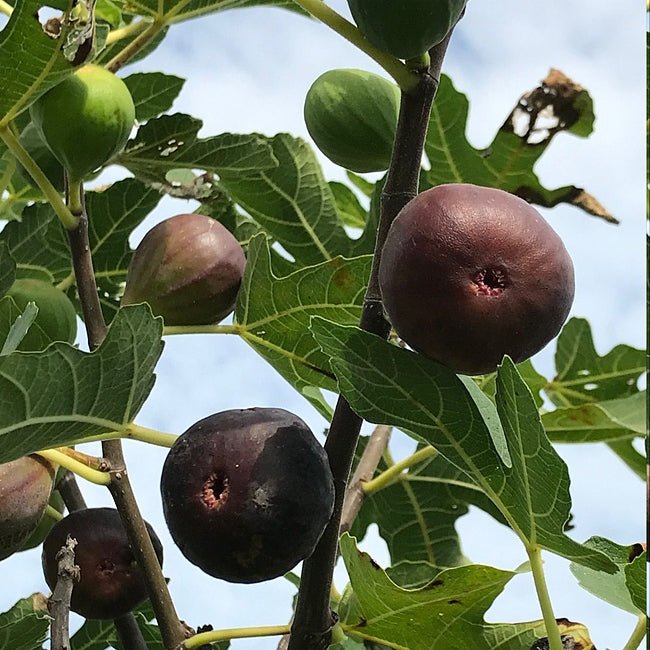 Dwarf Fig Brown - Ladybird Nursery