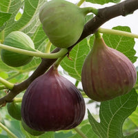 Dwarf Fig Brown - Ladybird Nursery