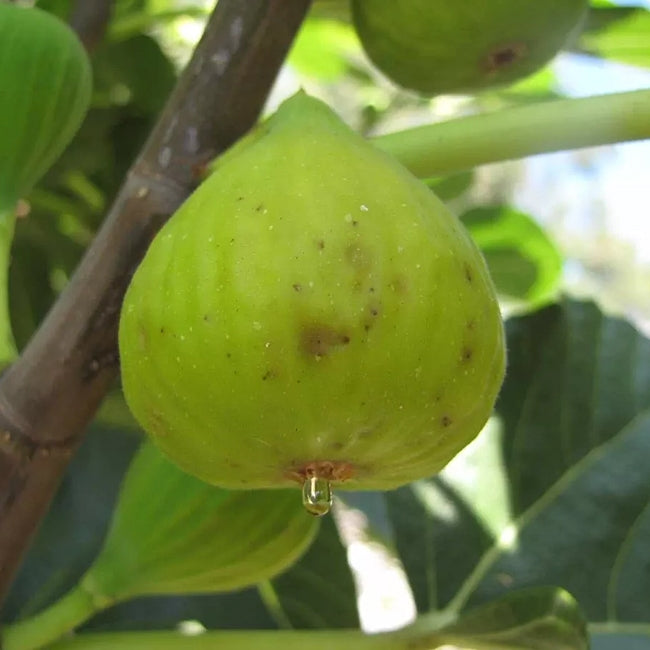 Dwarf Fig Pingo De Mel