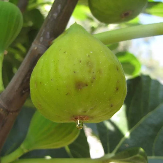 Dwarf Fig Pingo De Mel