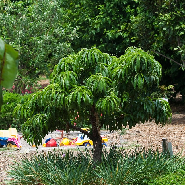 Dwarf Grumichama Black