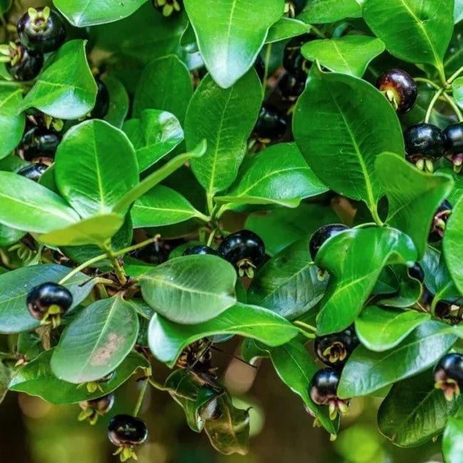 Dwarf Grumichama Black - Ladybird Nursery