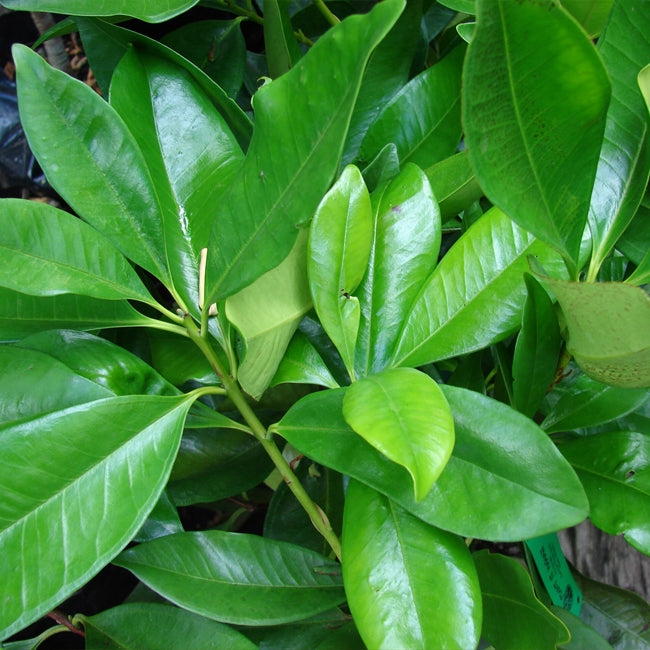 Dwarf Grumichama Black