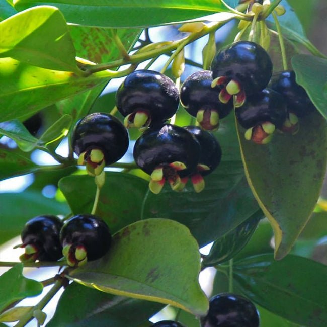 Dwarf Grumichama Black - Ladybird Nursery