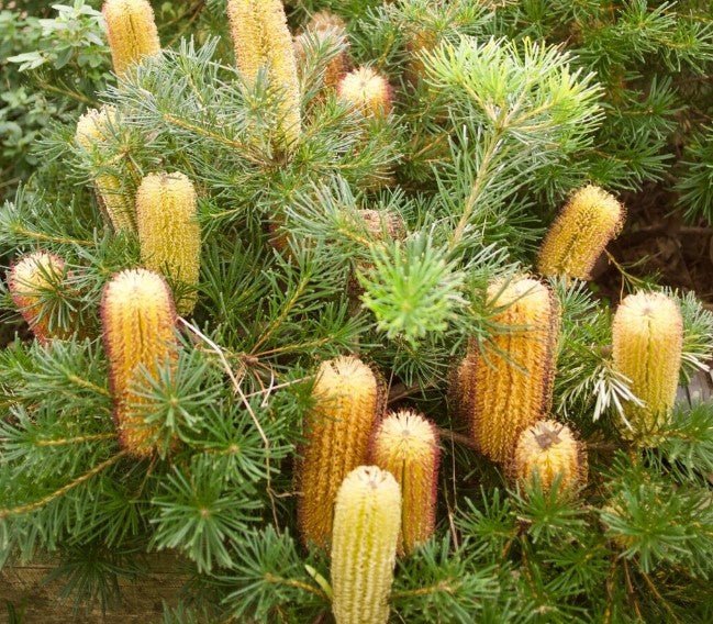 Dwarf Red Hairpin Banksia (Banksia spinulosa) - Ladybird Nursery