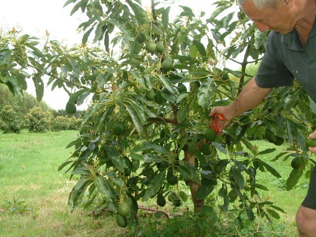 Dwarf Pinkerton Avocado Tree - Ladybird Nursery