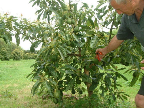 Dwarf Rincon Avocado Tree - Ladybird Nursery