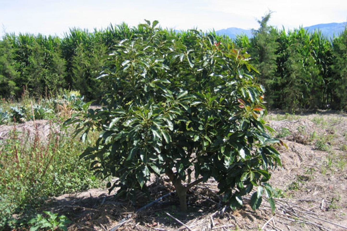 Dwarf Hass Avocado Tree