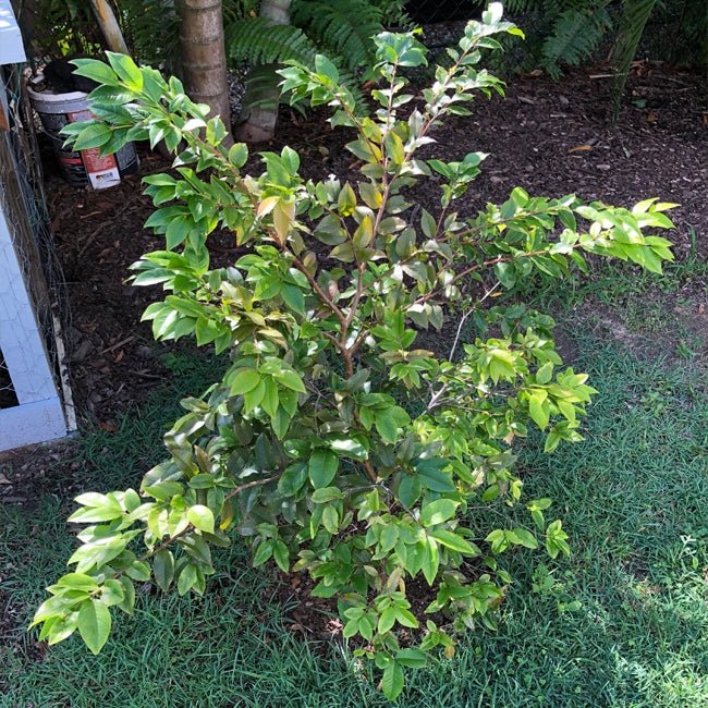 Dwarf Jaboticaba Red Hybrid 200mm Pots - Ladybird Nursery