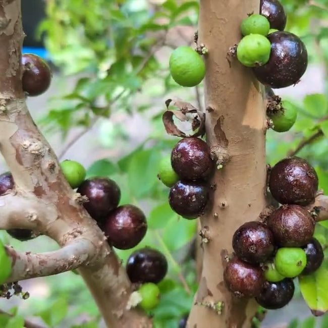 Dwarf Jaboticaba Red Hybrid 200mm Pots