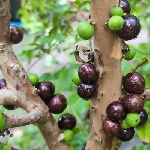 Dwarf Jaboticaba Red Hybrid 200mm Pots - Ladybird Nursery