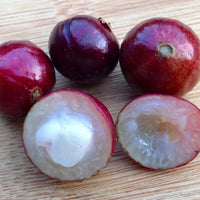 Dwarf Jaboticaba Red Hybrid 140mm Pots