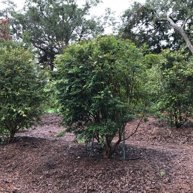 Jaboticaba Scarlet - Ladybird Nursery