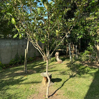 Dwarf Loquat Bessell Brown