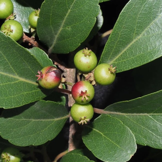 Dwarf Loquat Bessell Brown - Ladybird Nursery