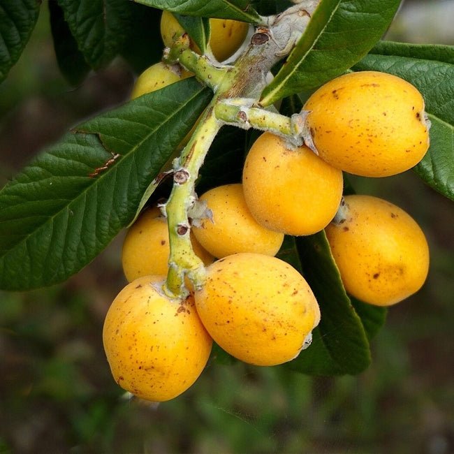 Dwarf Loquat Bessell Brown - Ladybird Nursery