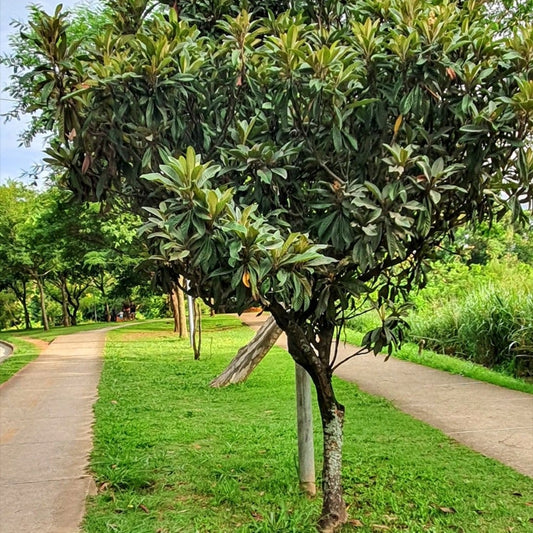 Dwarf Loquat Nagasakiwase