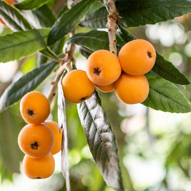 Dwarf Loquat Nagasakiwase
