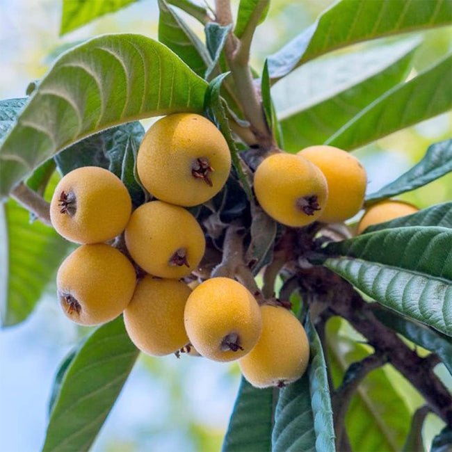 Loquat – Ladybird Nursery