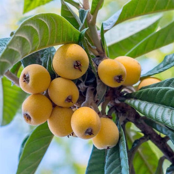 Loquat – Ladybird Nursery