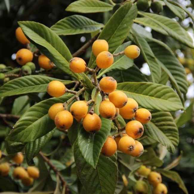 Loquat Nagasakiwase