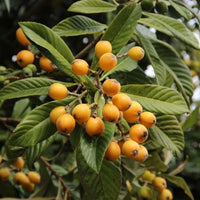 Loquat Nagasakiwase - Ladybird Nursery