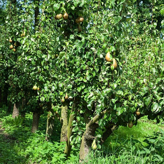Dwarf Nashi Pear Nijisseiki - Ladybird Nursery