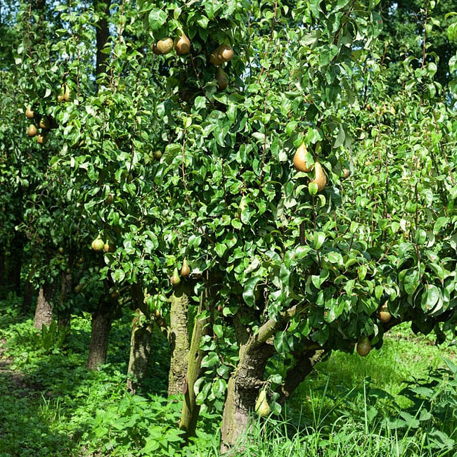 Dwarf Nashi Pear Nijisseiki