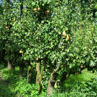 Dwarf Nashi Pear Nijisseiki