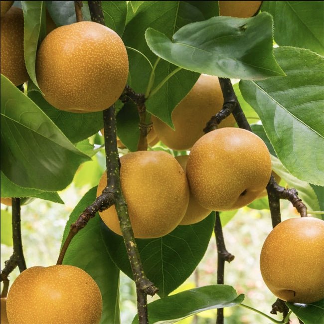 Dwarf Nashi Pear Nijisseiki Fruit Tree – Buy Now! – Ladybird Nursery