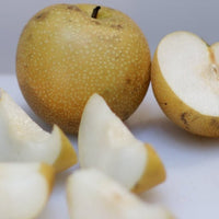 Dwarf Nashi Pear Nijisseiki - Ladybird Nursery
