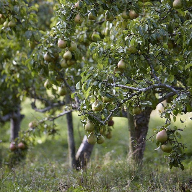 Dwarf Nashi Pear Ya Li - Ladybird Nursery