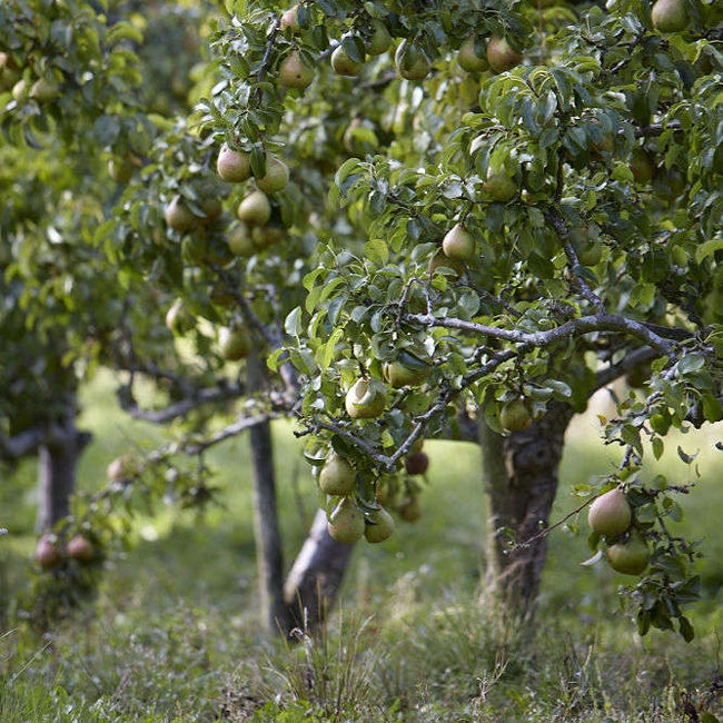 Dwarf Nashi Pear Ya Li