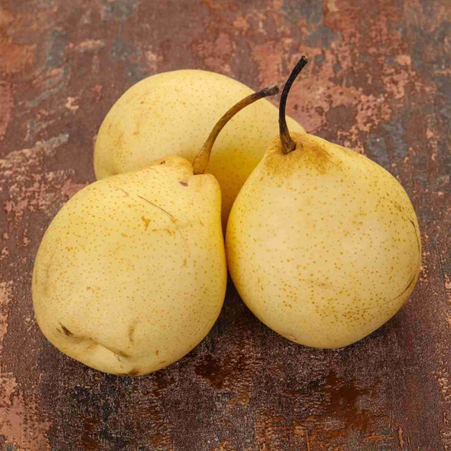 Dwarf Nashi Pear Ya Li