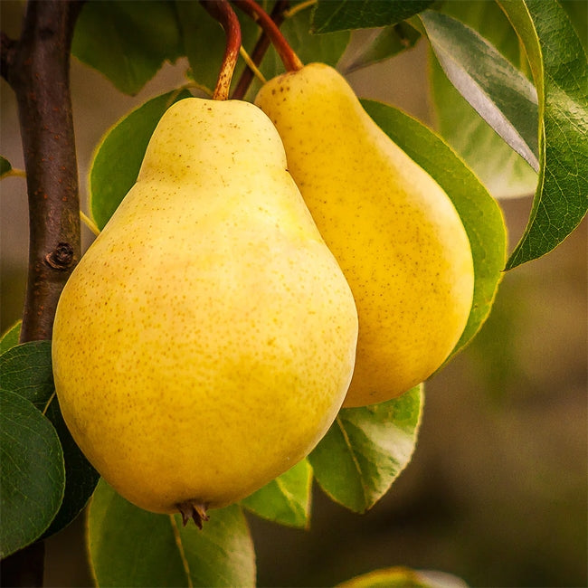 Dwarf Nashi Pear Ya Li