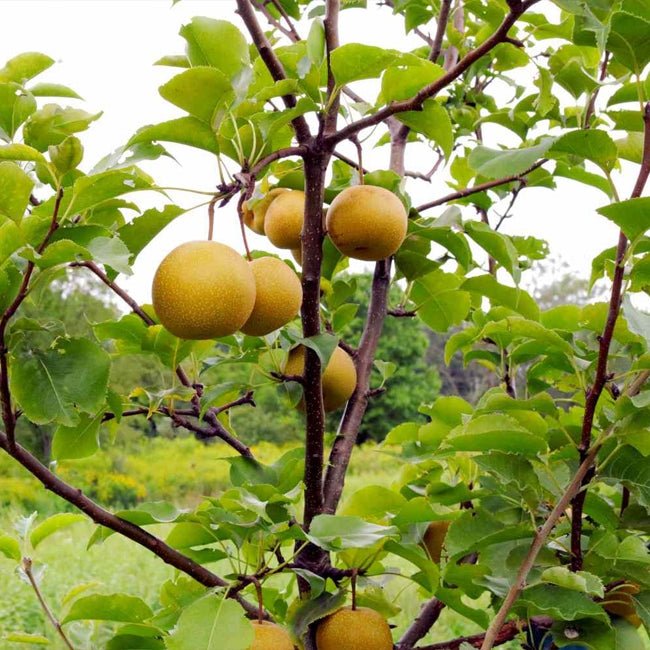 Dwarf Nashi Pear Ya Li - Ladybird Nursery