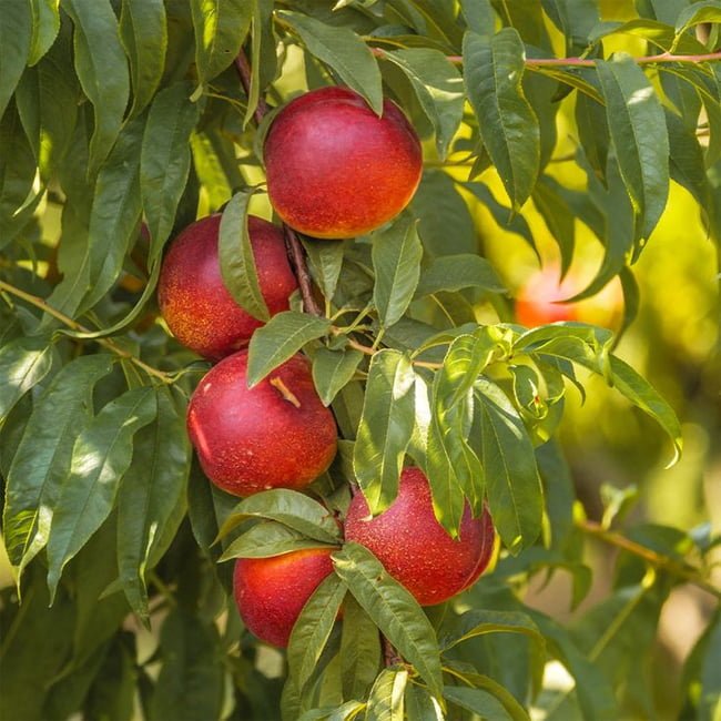 Dwarf Nectarine Fantasia - Ladybird Nursery