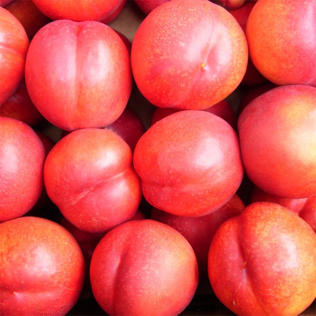 Dwarf Nectarine Fantasia - Ladybird Nursery