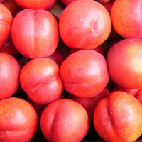 Dwarf Nectarine Fantasia - Ladybird Nursery