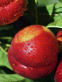 Dwarf Nectarine 'Flavortop'